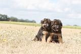 BERGER ALLEMAND 252